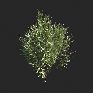 Shrubs 3d model