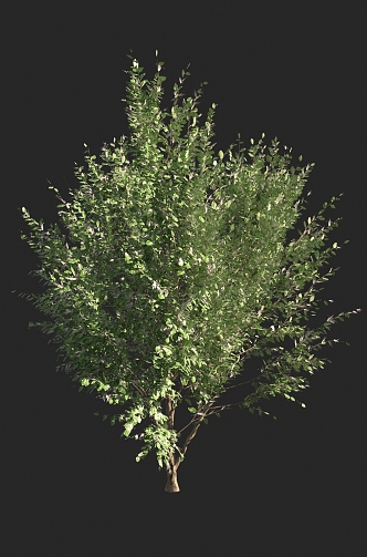 Shrubs 3d model