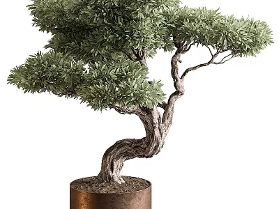 Elegant Bonsai Tree with Curved Trunk and Lush Green Foliage in Copper Cylindrical Pot 3d model