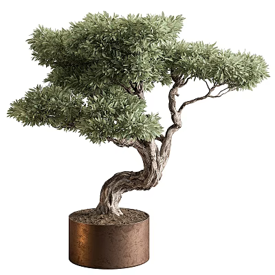 Elegant Bonsai Tree with Curved Trunk and Lush Green Foliage in Copper Cylindrical Pot 3d model