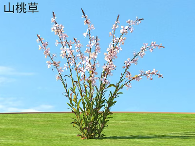 Gaura Pink Flowers Blooming In Green Grass With Blue Sky Background 3d model