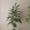 Indoor Potted Palm and Bamboo Plants in White Planters Against Light Wall