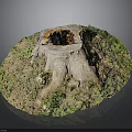Natural Old Tree Stump With Hollow Center Surrounded By Green Grass