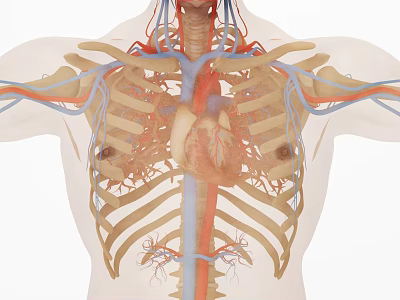 3D Medical Anatomical Teaching Device Displaying Thoracic Cavity Heart Blood Vessels Ribs Structure 3d model