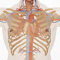 3D Medical Anatomical Teaching Device Displaying Thoracic Cavity Heart Blood Vessels Ribs Structure