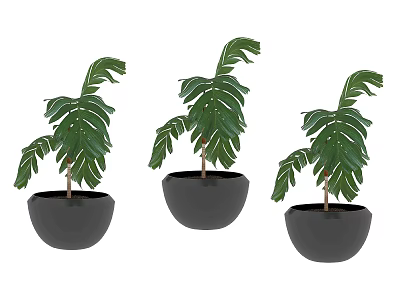 Three Green Leaf Potted Plants In Black Ceramic Pots With Lush Foliage 3d model