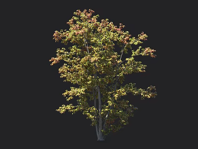 Lush Arbor Tree With Green And Red Leaves For Garden Landscape Decoration 3d model