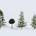 Diverse Arbor Trees With Different Forms Canopies Heights And White Background 3d model