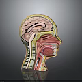 Human Head Cross Section Anatomy Displaying Internal Organs And Hair Features