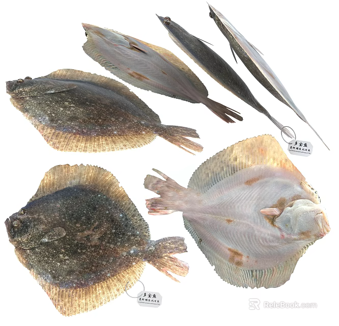 Different Types Of Fresh Aquatic Flounder Fish With Varied Colors And Textures 3d model 