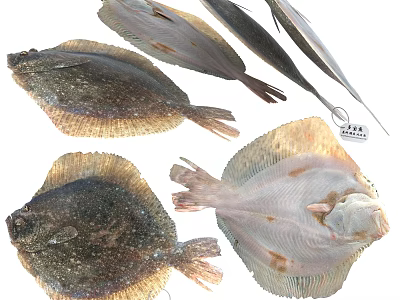 Different Types Of Fresh Aquatic Flounder Fish With Varied Colors And Textures 3d model