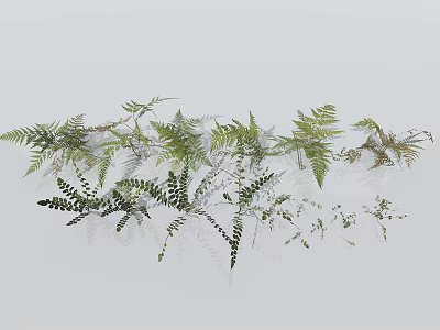 Various Types Of Green Decorative Fern Plants With Delicate Leaves For Ornamental Use 3d model