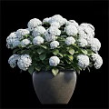 Green Plant Wall Design With White Hydrangea Flowers Green Leaves And Gray Pot