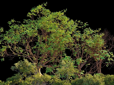 Arbor Featuring Lush Green Leaves Tall Trunks And Dense Canopy In Natural Setting 3d model