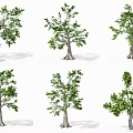 Various Arbor Trees With Green Foliage And Diverse Trunk Shapes 3d model
