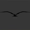 Dark Colored Eagle Flying With Spread Wings In Flight On Dark Gray Background