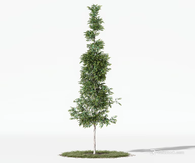 Tall Evergreen Tree With Narrow Columnar Shape And Lush Green Foliage 3d model 