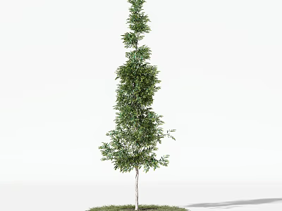 Tall Evergreen Tree With Narrow Columnar Shape And Lush Green Foliage 3d model