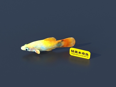 Fish 3D Model 3d model