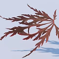 Vibrant Red Maple Leaf With Slender Lobes On Light Blue Background And Shadow 3d model