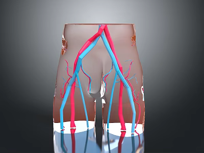 3D Model Of Human Lower Limb Vascular Organ System Showing Arteries And Veins Distribution 3d model