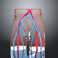 3D Model Of Human Lower Limb Vascular Organ System Showing Arteries And Veins Distribution
