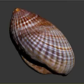 Colorful Marine Clam Shell With Red Orange Striped Texture On Dark Surface
