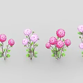 Decorative Flower Plants With Pink Purple Blooms And Green Leaves Arranged In A Row