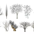Various Bare Trees with Different Branch Shapes and Natural Structures