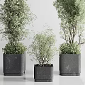 Garden Ornamental Greenery With Various Sizes Potted Plants And Black Textured Square Pots
