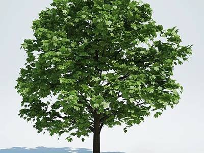 Lush Green Leafy Arbor With Dark Trunk Against Clear Sky Background 3d model