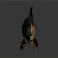 Catfish Carp Sturgeon Bass Freshwater Fish Various Carp Grass Carp Crucian Carp 3d model