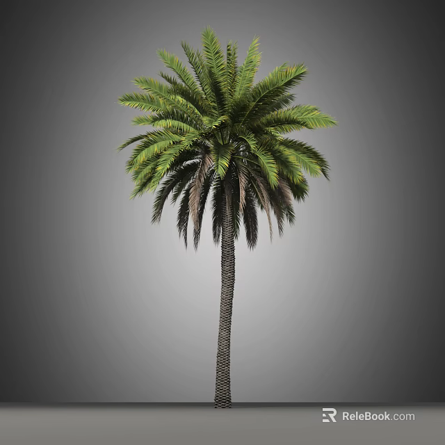 Tall Palm Tree with Lush Green Feathery Fronds and Thick Straight Trunk 3d model 