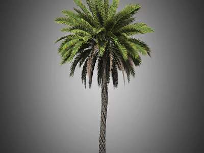 Tall Palm Tree with Lush Green Feathery Fronds and Thick Straight Trunk 3d model