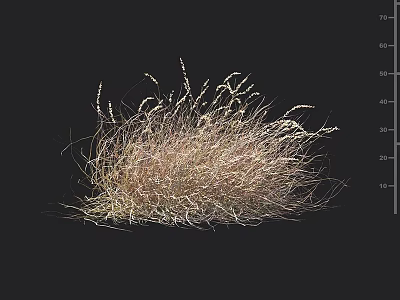 Dry Grass Cluster With Light Brown Foliage On Black Background And Measurement Scale 3d model