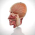 Medical Device Human Head Anatomy Model With Detailed Internal Structures For Medical Education And Training