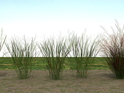 Green and Red Grass Growing on Soil in Green Meadow with Blue Sky 3d model