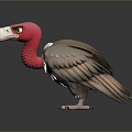 Realistic 3D Rendered Vulture With Red Head White Neck Feathers And Gray Body