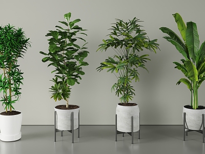 Modern potted plants 3d model