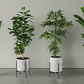 Modern potted plants 3d model