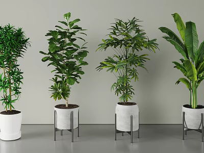 Various Types of Potted Plants in White Pots with Metal Stands Indoor 3d model