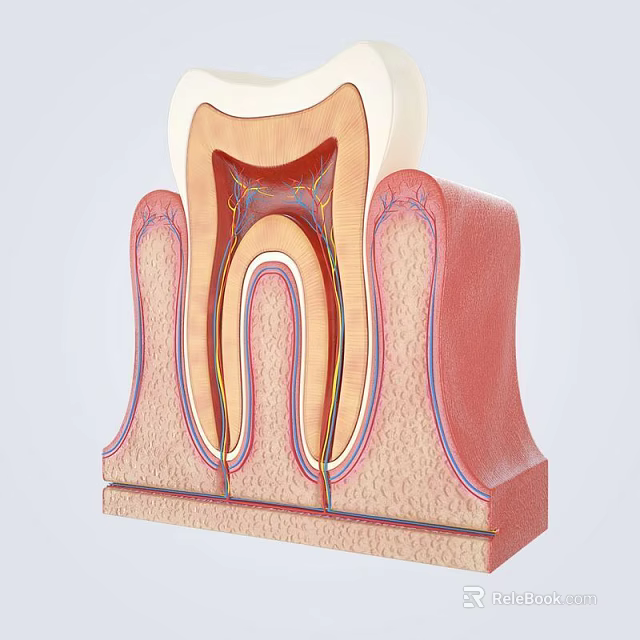 Dental Medical Device Showing Detailed Tooth Internal Anatomy Structure Model 3d model 