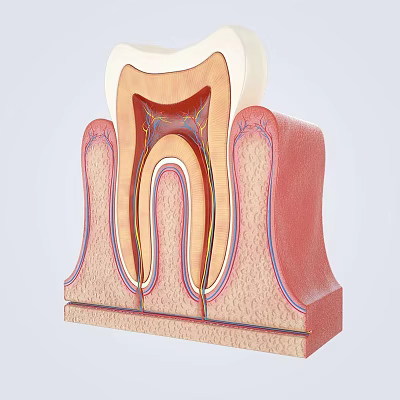 Dental Medical Device Showing Detailed Tooth Internal Anatomy Structure Model 3d model