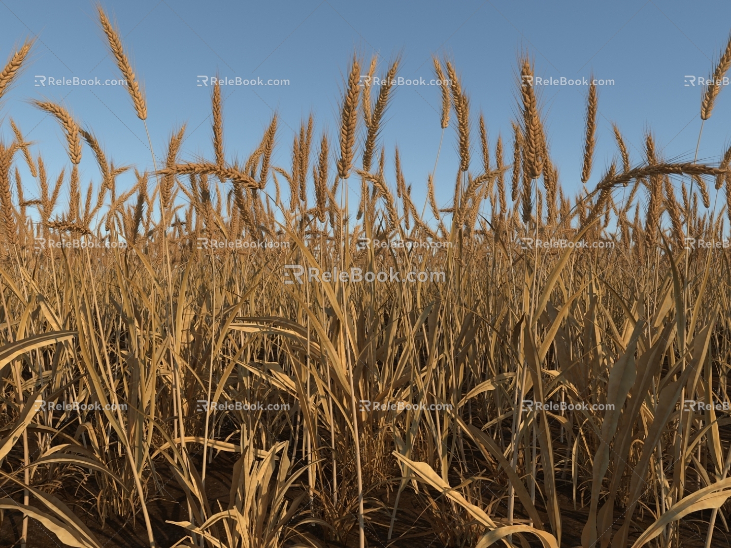 Real Scene Wheat Wheat Field Wheat Ears Rice 3d model