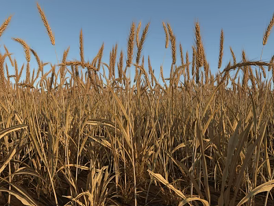 Vast Golden Wheat Field With Ripe Ears Under Blue Sky 3d model