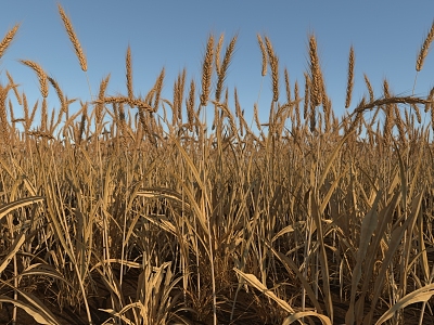 Real Scene Wheat Field Wheat Ears Rice 3d model