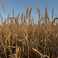 Real Scene Wheat Wheat Field Wheat Ears Rice 3d model