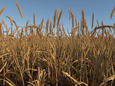 Vast Golden Wheat Field With Ripe Ears Under Blue Sky 3d model