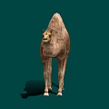 Brown Two Hump Camel Isolated on Green Background in Realistic Render
