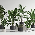 Green plant potted plant combination plantain bird of paradise cactus loose tail kwai broad-leaved ficus 3d model